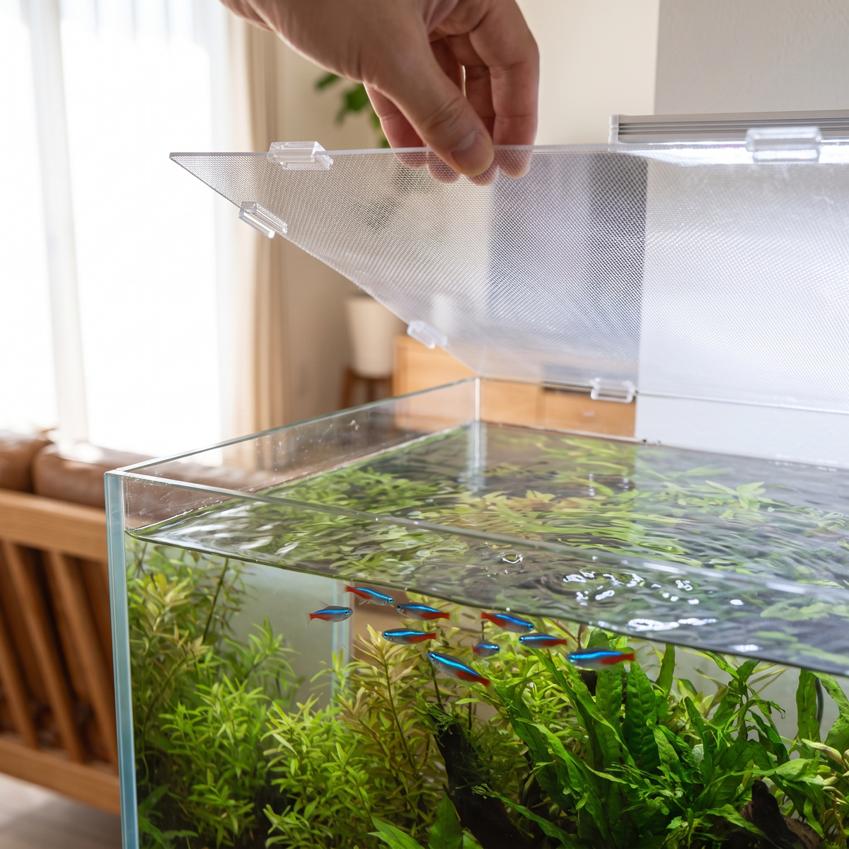 Lifting the Stay-Clear mesh lid off with one hand to feed fish